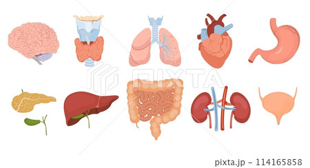 Hand drawn flat organ original set collection with human body organs 114165858