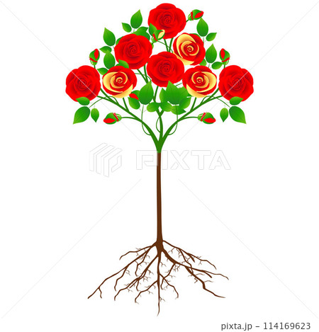 Rose tree with red and yellow flowers isolated on white. 114169623