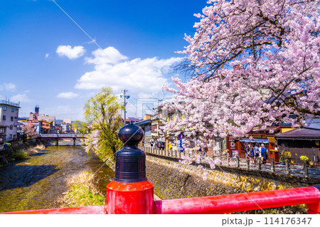 飛騨高山、中橋の桜 114176347