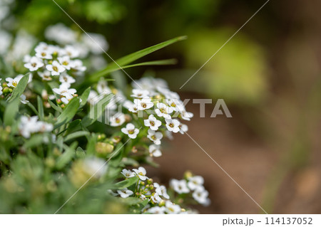 温室の熱帯植物　熱帯植物 114137052