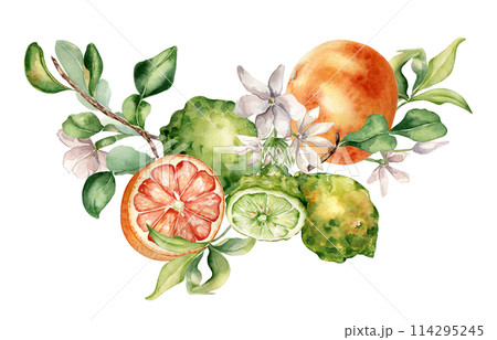 Citrus fruits grapefruit and bergamot with jasmine flowers watercolor isolated illustration. Hand drawn summer plants with orange green peel in botanical sketch style for cosmetic products label 114295245