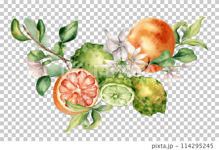 Citrus fruits grapefruit and bergamot with jasmine flowers watercolor isolated illustration. Hand drawn summer plants with orange green peel in botanical sketch style for cosmetic products label 114295245