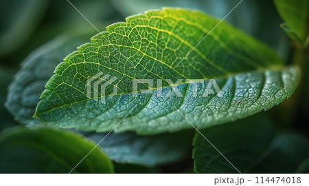 Close Up of Green Leaf With Blurry Background 114474018