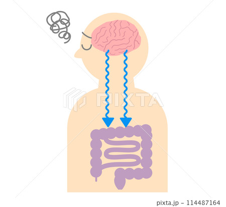 ストレスでお腹が痛くなる仕組み、脳と腸の関係。脳腸相関のイラスト。 114487164