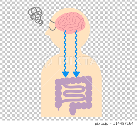 ストレスでお腹が痛くなる仕組み、脳と腸の関係。脳腸相関のイラスト。 114487164