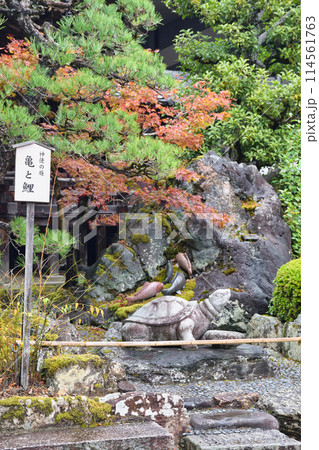 京都　松尾大社　神使の庭　亀と鯉（京都府京都市西京区） 114561763