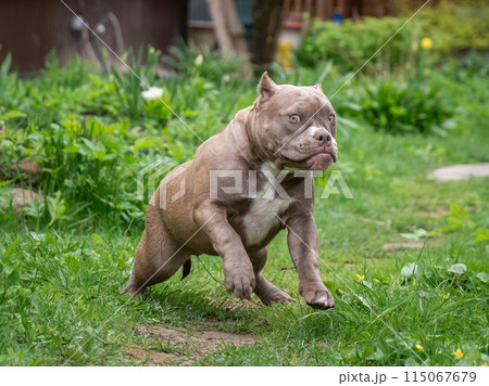 Beautiful American Bully puppy running among green grass. A purebred beige dog runs swiftly in nature. 115067679