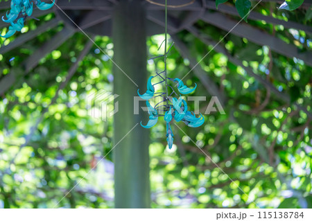 熱帯地方の植物　温室ドームの植物 115138784