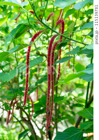 おサルのしっぽみたいに長いベニヒモノキ　熱帯地方の植物　温室ドームの植物 115139781