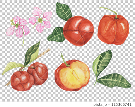 Acerola set, red Barbados cherry fruits cliparts with leaves and flowers. Malpighia emarginata glabra watercolor illustration. Superfood vitamin C source for print, packaging, labels, food supplements 115366741