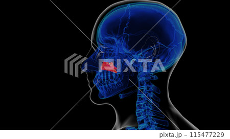 Human skeleton inferior nasal concha anatomy 3D rendering 115477229