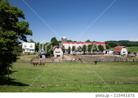 北海道の牧場風景 115491878