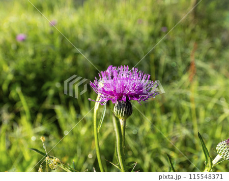 朝露に濡れた鮮やかなアザミの花 115548371