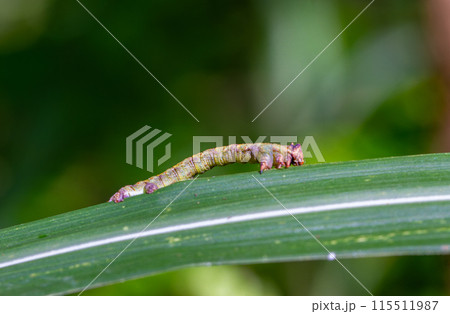 Geometridae caterpillar crawl on leaves with their backs hunched over. 115511987