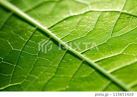 Detailed close-up of a green leaf showing intricate vein patterns. Perfect for nature, eco-friendly, and botanical projects. 115651420