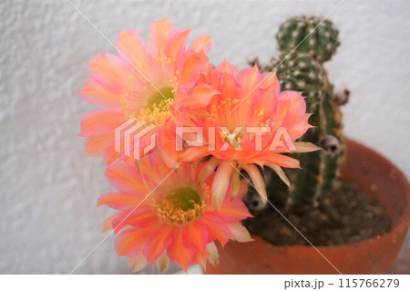 サボテン　シャボテン　Cactus　花 115766279