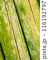 Close up of weathered wooden planks with green moss and peeling paint, texture, background. 116192797