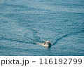 Small boat sailing on a calm blue sea, leaving a trail of waves behind, in Turkey. 116192799