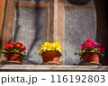 Three potted flowers in red, yellow, and pink on a windowsill with a mesh screen behind them, in Turkey. 116192803