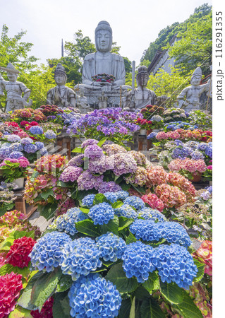 壷阪寺　大釈迦如来石像と紫陽花 116291355