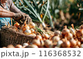 Old farmer harvests freshly harvested onions in a field on a sunny day. Agriculture and farming. Organic vegetables 116368532