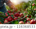 Farmer harvesting fresh organic red apples in the garden on a sunny day. Freshly picked fruits. 116368533