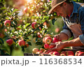 Farmer harvesting fresh organic red apples in the garden on a sunny day. Freshly picked fruits. 116368534