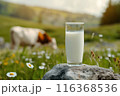 A glass of fresh milk against the background of grazing cows on a green meadow 116368536