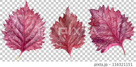 Three red shiso watercolor illustrations 116321151