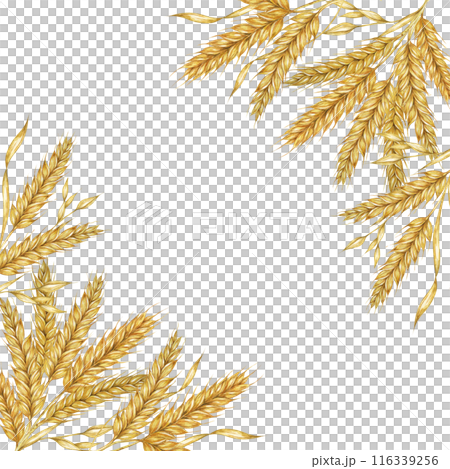 Wheat ears square frame. Barley stalks watercolor design for bread packaging, bakery branding. Rustic clipart for barn wedding invitations, autumn harvest festival, Thanksgiving, Shavuot celebration 116339256