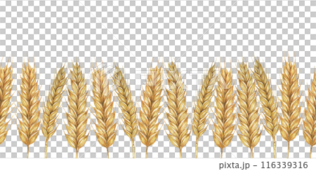 Wheat stalks seamless border, barley ears ribbon. Watercolor illustration for harvest celebration, rustic designs, beer, bread, farming themes. Clipart for textiles, packaging, backgrounds, banner 116339316