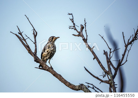 Groundscraper Thrush in Kruger National park, South Africa 116455550