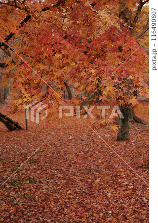 Red leaves carpet / 落ち葉の道，落葉の絨毯(じゅうたん)，秋の京都・紅葉 116490807