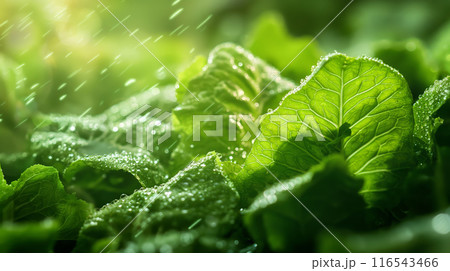 Close-Up of Fresh Leafy Greens Growing in Garden 116543466