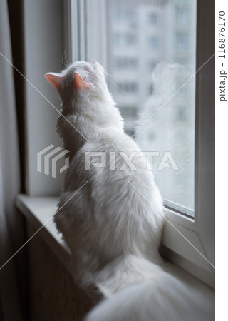 Fluffy white cat sitting on the windowsill, looking through window, summer time. Beautiful domestic white cat at home. Back side view 116876170