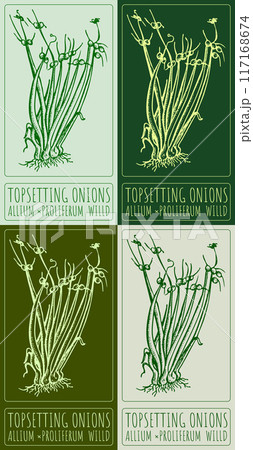 Set of vector drawing TOPSETTING ONIONS in various colors. Hand drawn illustration. Latin name is ALLIUM PROLIFERUM WILLD. 117168674