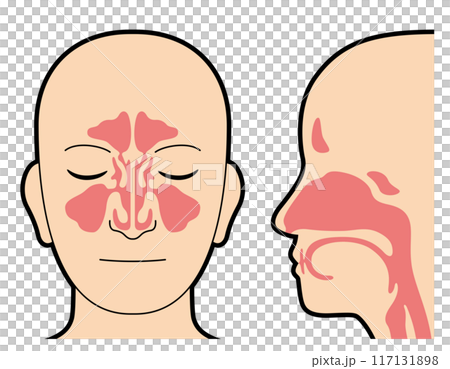 Nasal cavity and paranasal sinuses diagram 117131898