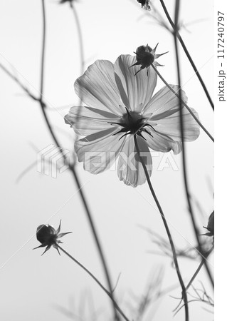 コスモスの花のある風景 117240797