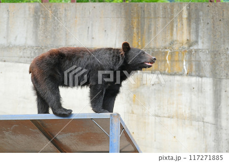 奥飛騨クマ牧場 | 岐阜県高山市【6月】 117271885