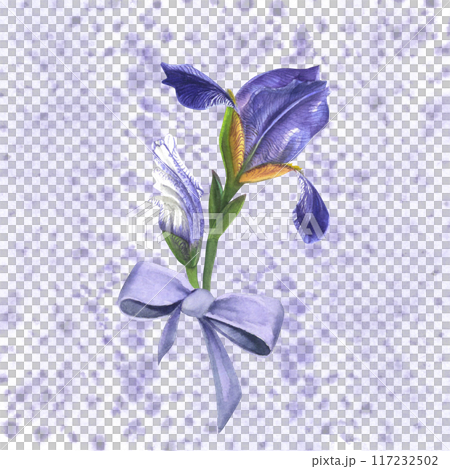 Watercolor composition of lilac irises with a bow. Hand-drawn, isolated on a white background with watercolor spots 117232502