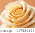 Beautiful Cream Rose close-up 117381194