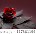 Red Rose flower with red gray leaves 117381199