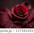 Red Rose flower with drops with big Copy space. 117381203