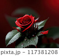 Red Rose flower with dewdrops with copy space 117381208