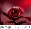 Red Rose flower with drops. Bloom with Copy space. 117381211