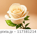 Cream Rose for Anniversary or Wedding. 117381214