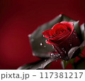 Red Rose flower with drops and grey leaves. Banner with Bloom with Copy space. 117381217