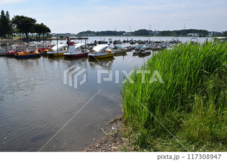 手賀沼 千葉県北部の湖沼 117308947