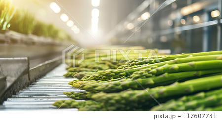 Fresh Asparagus Stalks on a Production Line in a Modern Agricultural Processing Plant, AI-generated item 117607731