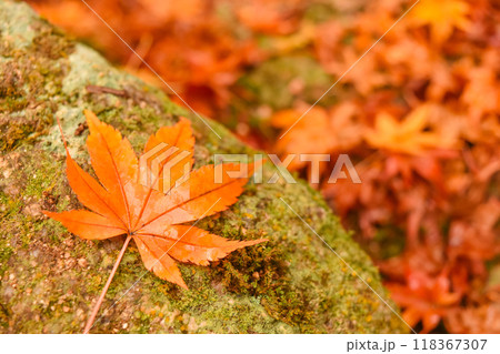 苔の上に落ちた紅葉 118367307